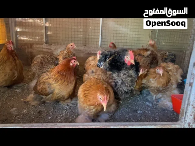 دجاج كوشن القزم وفيومي