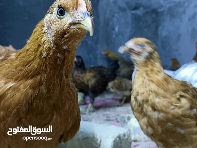 أفراخ دجاج عرب عمر 100 يوم التفاصيل بالوصف