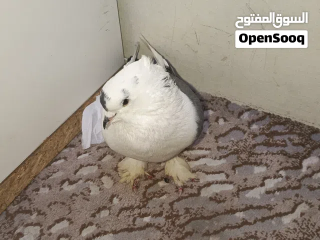 بيع حمام ايرانيه