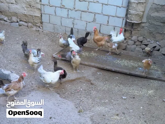 للبيع دجاج وحمام وفروخ