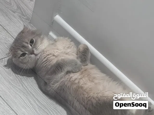 قطتين مع بعض