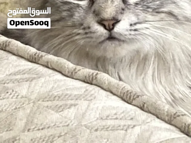 قطو شيرازي