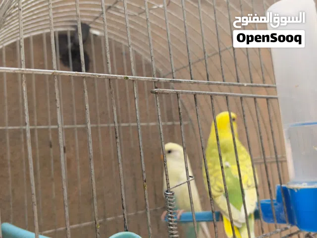 عصافير بركديلو كوبيا