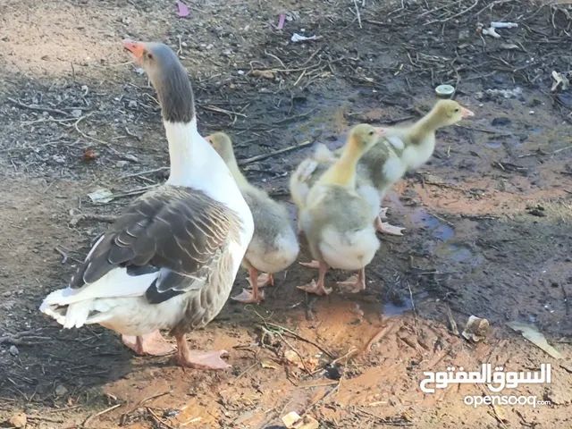 وزة بالكتاكيت ما شاء الله
