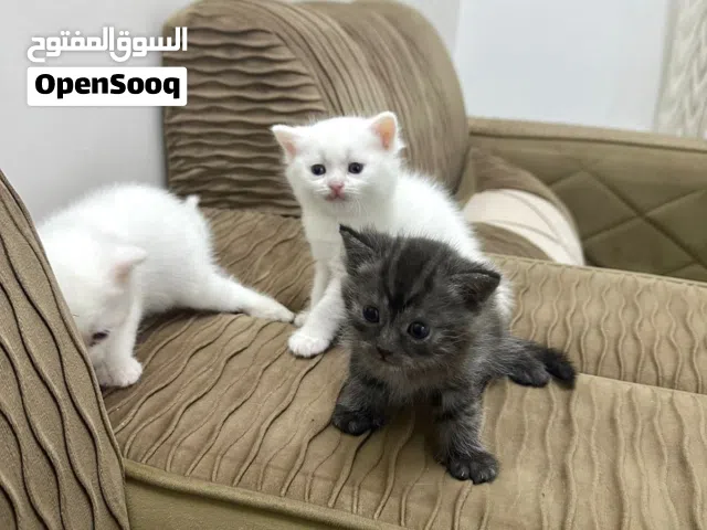 قطط تركش صغيرة للبيع