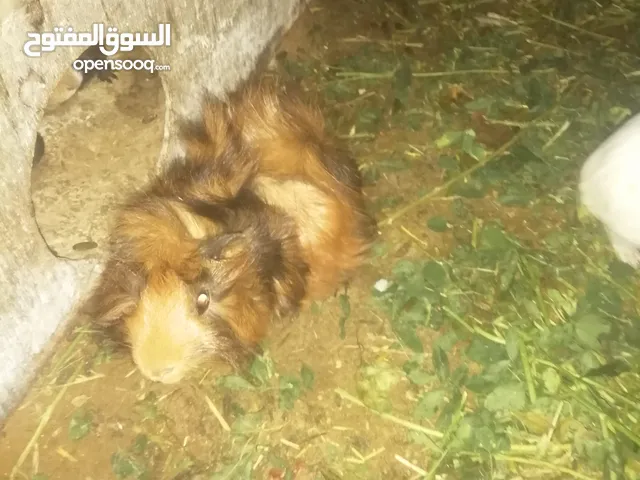 قندي للبيع العدد فوق 20 كوبية الوان مختلفة و احجام مختلفة