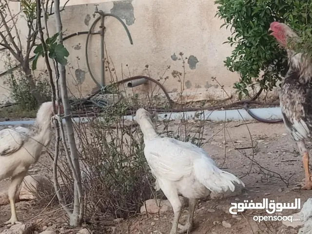 طقم الماني نخب للبيع او للبدل على جاج بلدي