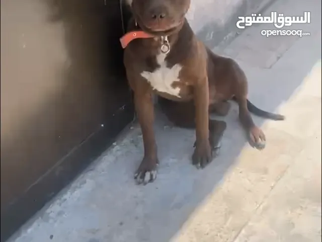 رد نوز مستوى عالي