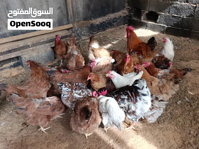 دحي دجاج خشين