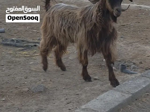 فحل حار لون جميل