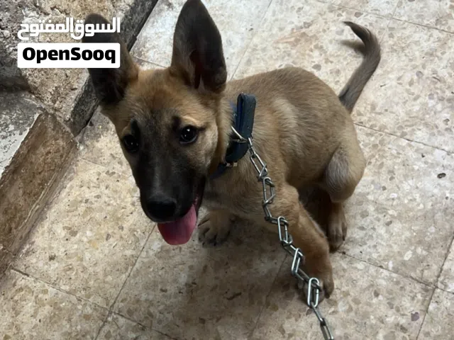 كلب للبيع او للبدل ع كلب زينة مرتب