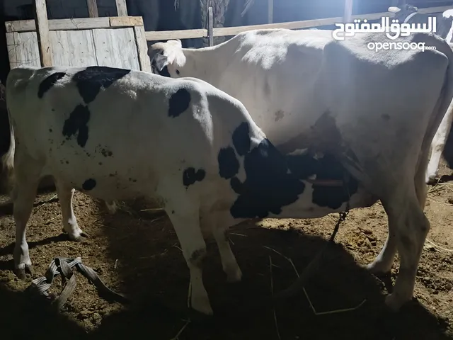 هايشة ورآها عجل كبير وحامل عليها 6 أشهر الوصف مهم
