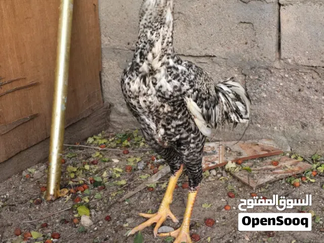 ديج هندي البيع مال بيت
