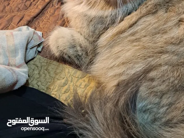 قطط هملايا اناث مع الام إقرو الوصف