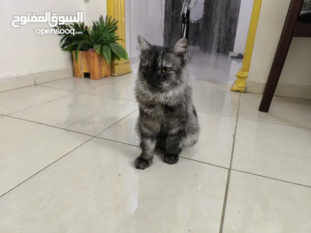 Persian Little cute cat 7 months for adoption للتبني