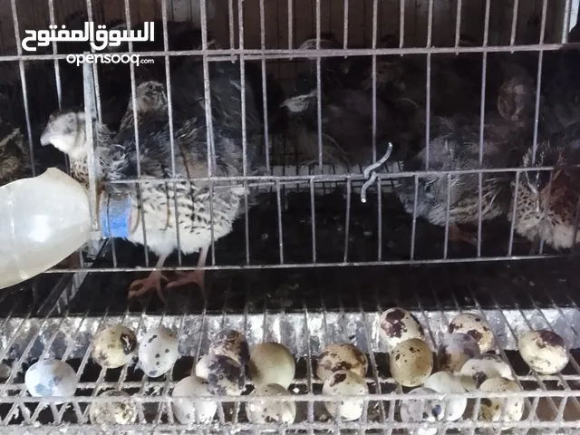 بيض فري السمان