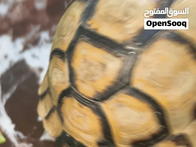 زوج من السلاحف