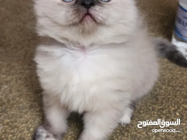 انثى هملايا