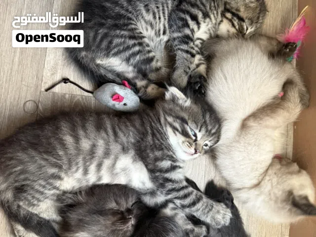 سكوتش فولد