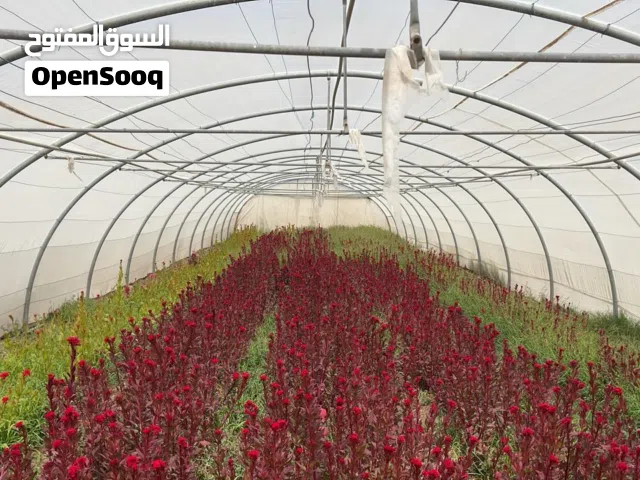 هيكل بيت محمية زراعية Greenhouse شبه جديد جاهز للنقل والتركيب