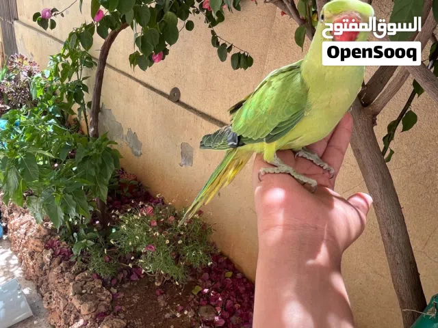 بسم الله ماشاء الله حبه ضره اليفه مع قفص وأكلها ومشربيه ومأكليه