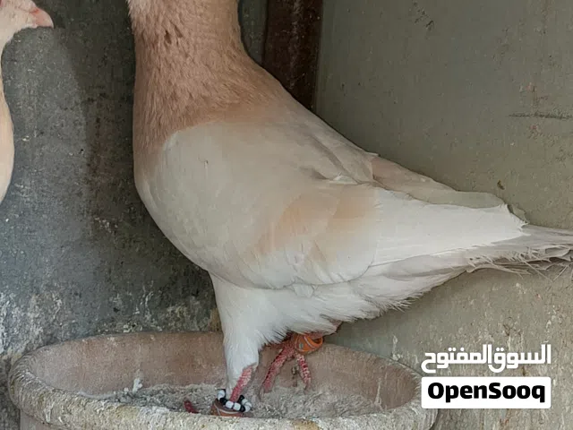 متاح جوزين