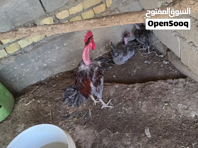 دجاج ورد باكل ابو ركيب رصاصي