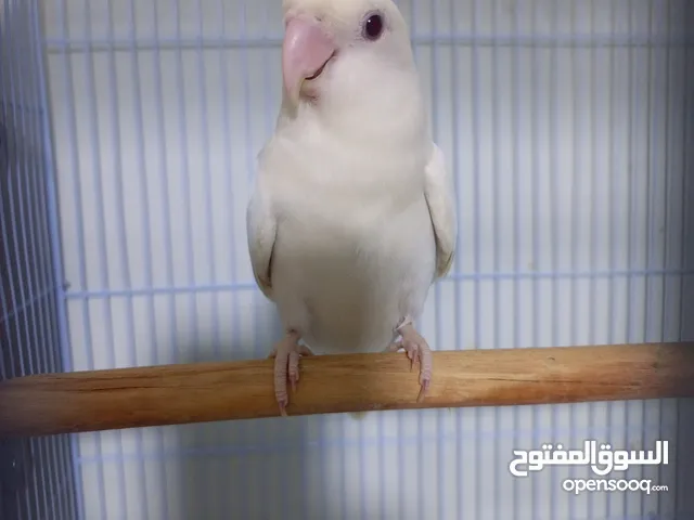 زوج روز البينو عيون حمرا تحته بيض