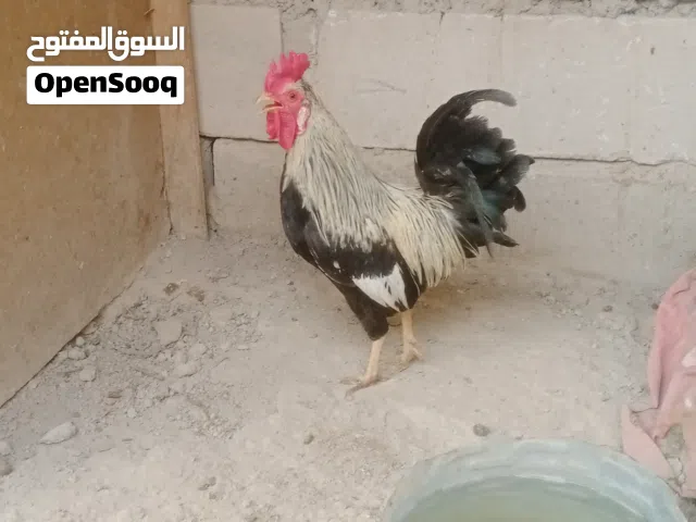 دجاج للبيع + ديك