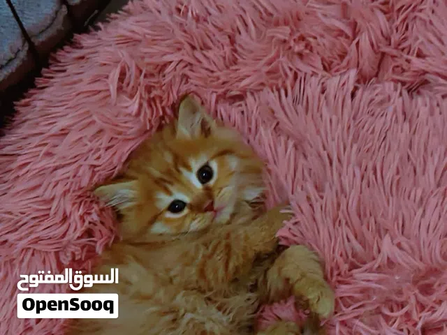 كيتنر فقط صغيرة