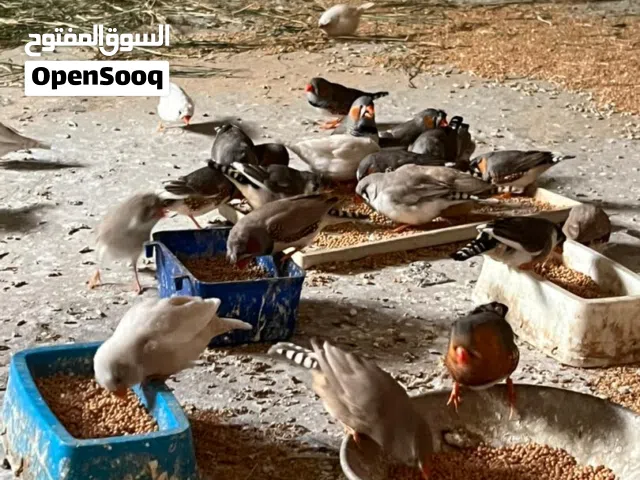 متاح زيبرا ربي يبارك ما شاء الله.  . . . . . . .. . .