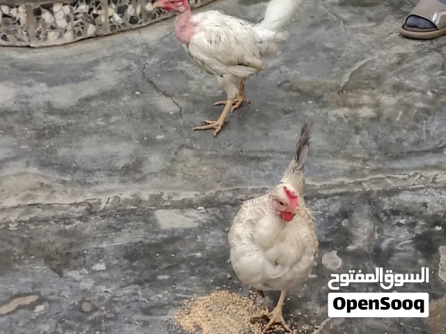 دجاجات ابو ركيبه بياضه