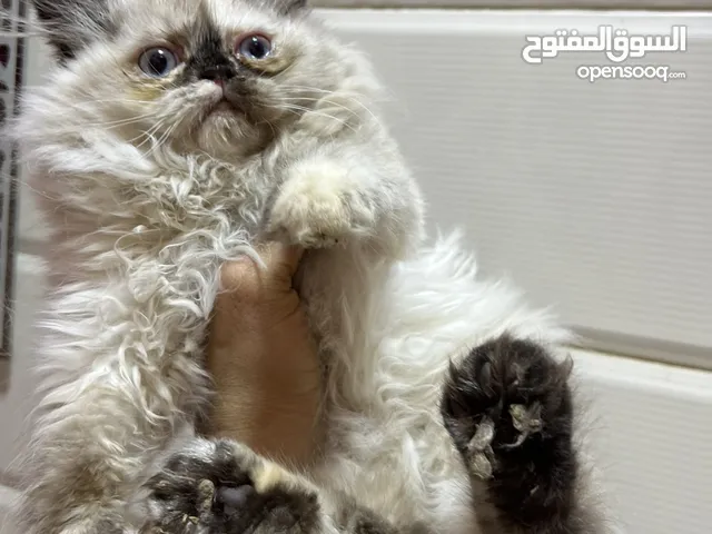 رغدول همالايا شوكلت