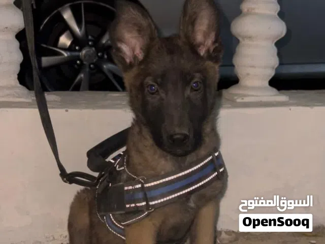 كلب ملينوا