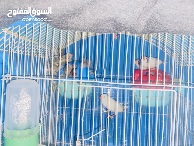 Sale frinch bird 5 male 2 female 3 with cage and briding box