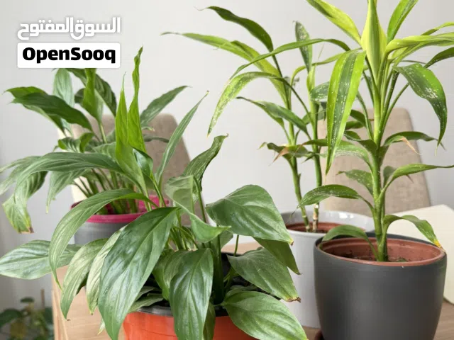 Indoor plants with pots Assorted