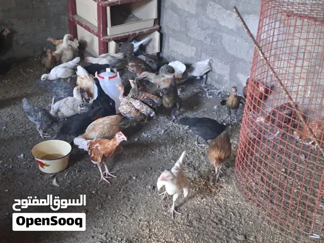 دجاج عماني