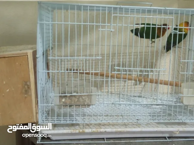 للبيع جوز فيشر العمر جاهز للانتاج