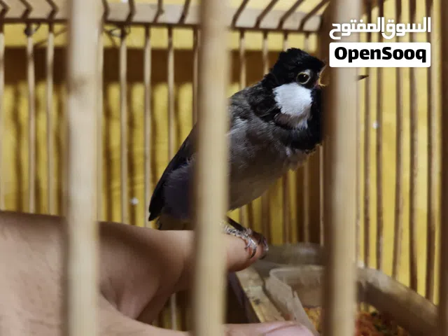 بلبل اليف  اقرا غلوصق