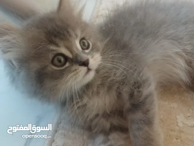 قطوه شيرازي