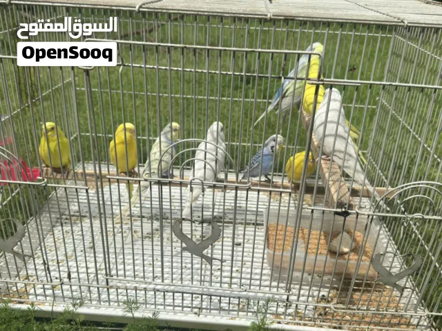تركيبات و لاتينو طيور بادجي طيور الحب