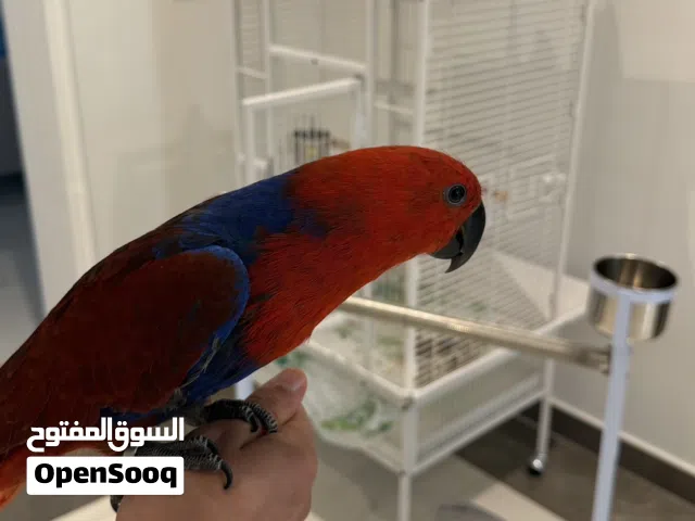 اكلكتوس  Eclectus