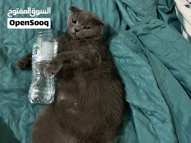 Female Scottish fold