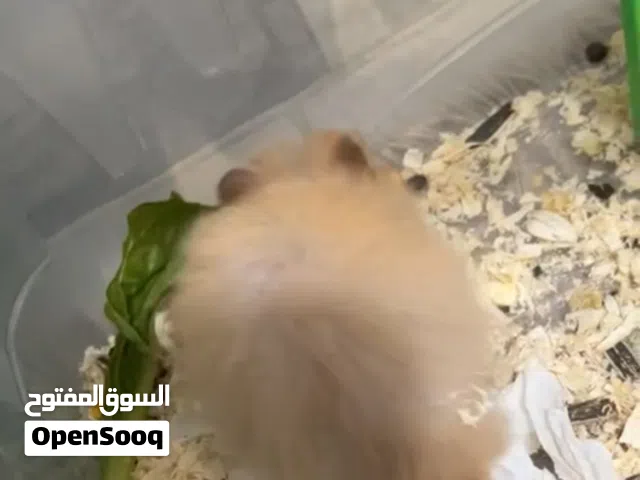 هامستر ذكر للبيع
