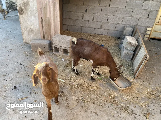 كلهن للبيع سعر خاص مال بيت
