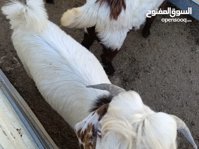 جدي لحم ذكر