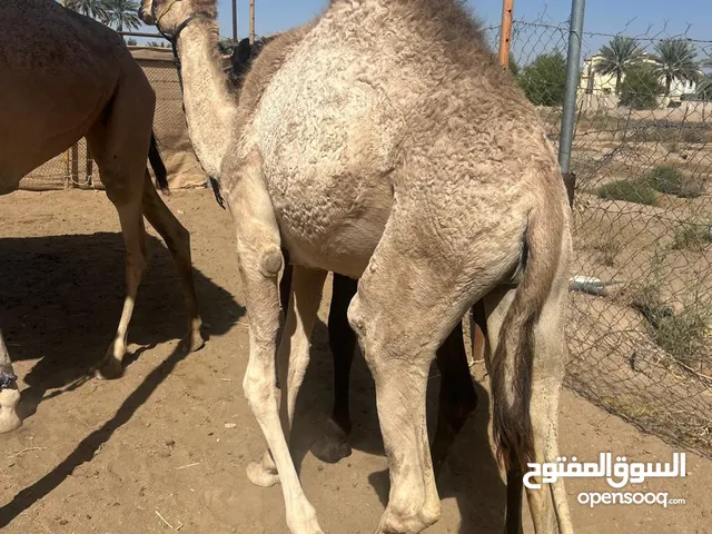 بكرات وقعدان ع لبن صعوب