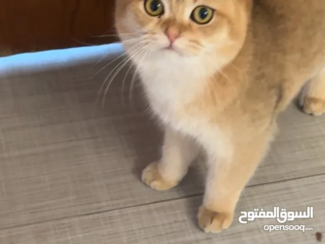 قط للتزاوج