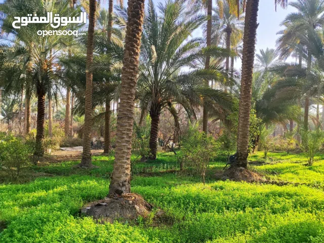 1دونم طابو سند 25 مع بيت مخدومه فيها جميع انوع الحمضيات