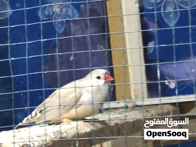 فنجس سوبر جامبو